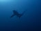 Pelagic Thresher Shark Alopias pelagicus