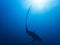 Pelagic Thresher Shark Alopias pelagicus