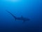 Pelagic Thresher Shark Alopias pelagicus