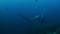 A Pelagic Thresher Shark Alopias pelagicus cruising on the reef