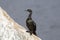 Pelagische Aalscholver, Pelagic Cormorant, Phalacrocorax pelagic