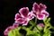 Pelargonium