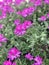 Pelargonium aciculatum flowers in spring