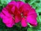 Pelargonium \\\'Americana Cherry Rose\\\'