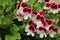 Pelargonium Angel Eyes Bicolour. Blooming  geranium