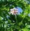 Pelargonium Attar of Roses Scented Geranium beautiful flowers and green shallow three-lobed leaves close up. Also known as Rose ge