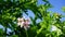 Pelargonium Attar of Roses Scented Geranium beautiful flowers and green shallow three-lobed leaves close up. Also known as Rose ge