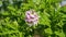 Pelargonium Attar of Roses Scented Geranium beautiful flowers and green shallow three-lobed leaves close up. Also known as Rose ge