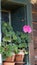 Pelargonium blossom