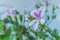Pelargonium citrodorum flower citronella plant