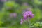 Pelargonium cordifolium