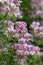 Pelargonium cordifolium flowers