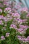 Pelargonium cordifolium flowers