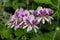 Pelargonium cordifolium flowers