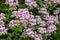 Pelargonium cordifolium flowers