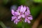 Pelargonium cordifolium flowers