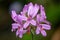 Pelargonium cordifolium flowers