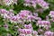 Pelargonium cordifolium flowers