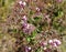 Pelargonium cordifolium, Heartleaf Geranium