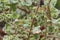 Pelargonium Crispum Variegatum, aromatic plants