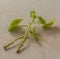 Pelargonium cuttings