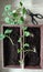 Pelargonium cuttings boxes. Plant propagation by cuttings. Scissors.