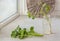 Pelargonium cuttings  in a jar of water