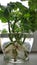 Pelargonium cuttings in a jar of water. Roots.