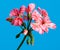 Pelargonium flower