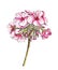 Pelargonium flower in watercolor