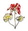 Pelargonium flower in watercolor
