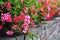 Pelargonium flowerbed