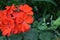 Pelargonium. Flowerbed. Garden plants. House plants