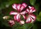 Pelargonium flowers