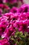 Pelargonium flowers.