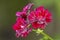 Pelargonium fuchsia and pink on a natural green background of the leaves. Sunny autumn day. Front view