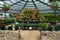 Pelargonium garden