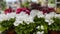 Pelargonium geranium blossom, white flower potted plant. Close-up of several pots of pelargonium