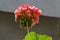 Pelargonium or Geranium flower close look at a cluster of double salmon bloom, buds and green leaves