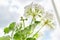 Pelargonium, Geranium. Flowering bushes of white pelargonium