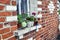 Pelargonium and geranium in flowerpots on the windowsill of a rural house outside on a background of a red brick wall. Purple