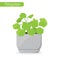 Pelargonium, Geranium. House plant, Decorative plant concept.