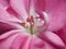 Pelargonium (Geranium) pink blossom with macro detail