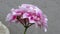 Pelargonium Geraniums or storksbills flowering plant blooming in purple pink.