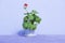 Pelargonium, Gerganium in a flower pot. green leaves, young shoots, sprout, seedling. Floriculture, gardening. Young geranium in t