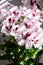 Pelargonium grandiflora variety Mona Lisa, closeup flower