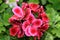 Pelargonium Grandiflorum or French Geranium flowers