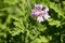 Pelargonium graveolens in bloom, ornamental flowers