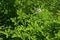 Pelargonium graveolens citronella, geranium flowers with blooms and green leaves
