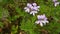 Pelargonium graveolens known as Rose scented pelargonium, Citronella, Sweet, Rose scented Geranium